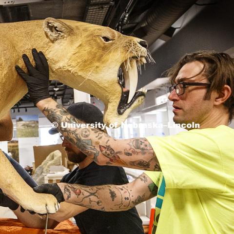 Barbourofelis fricki is lifted into place by Pacific Studio employees from left, Christian Leach, Dan Petrovic and Sam Birchman. Barbourofelis fricki greets visitors as they enter the newly remodeled fourth floor. Cherish Nebraska exhibit at Morrill Hall's newly remodeled fourth floor. January 23, 2019. Photo by Craig Chandler / University Communication.