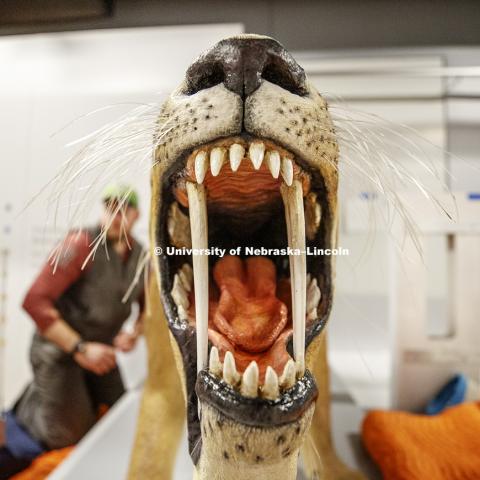 A mouth that only an orthodontist could love. Barbourofelis fricki greets visitors as they enter the newly remodeled fourth floor. Cherish Nebraska exhibit at Morrill Hall's newly remodeled fourth floor. January 23, 2019. Photo by Craig Chandler / University Communication.