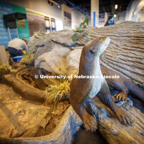 You otter see the new Cherish Nebraska exhibit at Morrill Hall's newly remodeled fourth floor. January 23, 2019. Photo by Craig Chandler / University Communication.