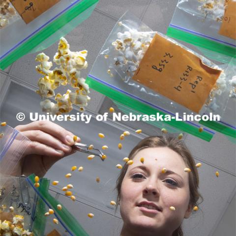 David Holding, Associate Professor in Agronomy and Horticulture, and graduate student Leandra Marshall study the popped results of a new line of popcorn high in protein in in his lab in the Beadle Center. January 30, 2019. Photo by Craig Chandler / University Communication.