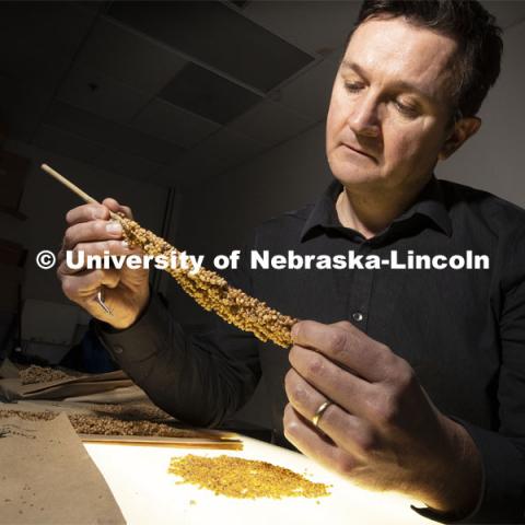 David Holding, Associate Professor in Agronomy and Horticulture, examines a sorghum stalk over a light box. Holding has developed sorghum that is easier for livestock to digest and high in nutrients. January 30, 2019. Photo by Craig Chandler / University Communication.