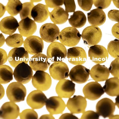 Sorghum over a light box. The light box shows kernel vitreousness (light transmittance) which is the desirable phenotype for several reason. Opaque kernels appear dark because they do not transmit light and this is undesirable because it means the corn or sorghum grains are too soft, (and unpoppable in the case of popcorn). So we use a light box to select against the opaque phenotype during the breeding process. Holding has developed sorghum that is easier for livestock to digest and high in nutrients. January 30, 2019. Photo by Craig Chandler / University Communication.