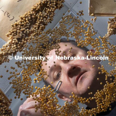 David Holding, Associate Professor in Agronomy and Horticulture, has developed sorghum that is easier for livestock to digest and high in nutrients. January 30, 2019. Photo by Craig Chandler / University Communication.