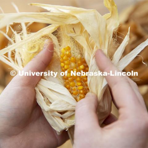 Leandra Marshall holds an ear harvested from popcorn growing in the Beadle Center’s greenhouse. Once the seed line is developed, it will be hybridized for larger ears and larger popped kernels. David Holding, Associate Professor in Agronomy and Horticulture, and graduate student Leandra Marshall study the popped results of a new line of popcorn high in protein. January 30, 2019. Photo by Craig Chandler / University Communication.