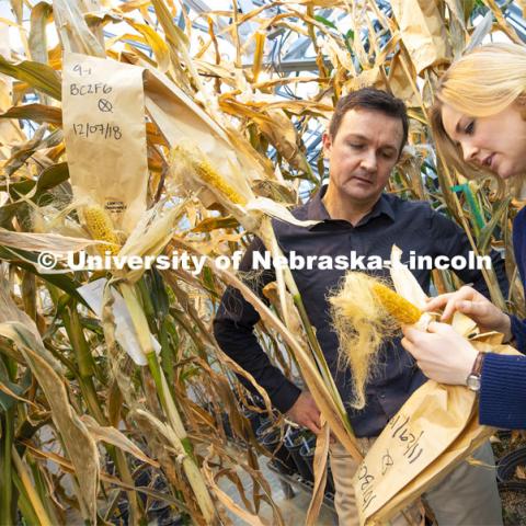 David Holding, Associate Professor in Agronomy and Horticulture, and graduate student Leandra Marshall compare a recently harvested ear to ones nearing harvest in The Beadle Center’s greenhouse. The researchers have developed a new line of popcorn high in protein. January 30, 2019. Photo by Craig Chandler / University Communication.