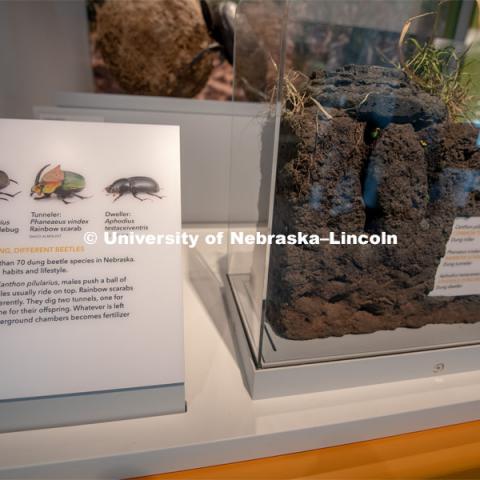 Cherish Nebraska opens to the public on Saturday, February 16 in the University of Nebraska State Museum in Morrill Hall. The new exhibit spaces celebrate Nebraska's natural heritage - the diversity of life that has been shaped over the millennia by Nebraska's changing environments. February 13, 2019. Photo by Greg Nathan / University Communication.