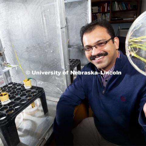 Nebraska’s Joe Louis, assistant professor of Entomology, is testing the resistance of aphids to various varieties of sorghum and corn. A wire is adhered to an aphid's back with conductive paint. A plant is given an electric charge. As the aphid sucks the sugars in the plant, the electric flow increases and is measured. On aphid-resistant plants, the current barely registers. Louis holds a dish of leaves infested by corn-leaf aphids. Louis and his colleagues have found that spraying a corn plant with one of its own defensive compounds might reduce aphid colonization by as much as 30 percent. The lab setup is at left. February 22, 2019. Photo by Craig Chandler / University Communication