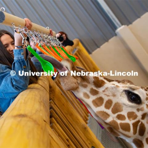 Zoe Jirovsky, a member of the University of Nebraska-Lincoln's Theme Park Design Group, shows Phoebe the giraffe a new spoon feeder toy, designed and built by the student organization. April 2, 2019. Photo by Gregory Nathan / University Communication.