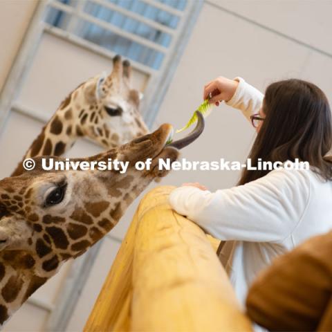 Theme Park Design Group Pin Hao Cheng, Garrett Brockman, John Strope, Brennan Sanders, Kylee Hauxwell, Awang Hashim and Zoe Jirovsky, delivered the enrichment toys for Lincoln Children’s Zoo’s three giraffes. April 2, 2019. Photo by Gregory Nathan / University Communication.
