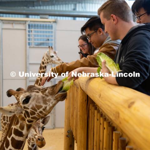 Theme Park Design Group students interact with the Lincoln Children's Zoo giraffes, Allie, Phoebe and Joey. April 2, 2019. Photo by Gregory Nathan / University Communication.