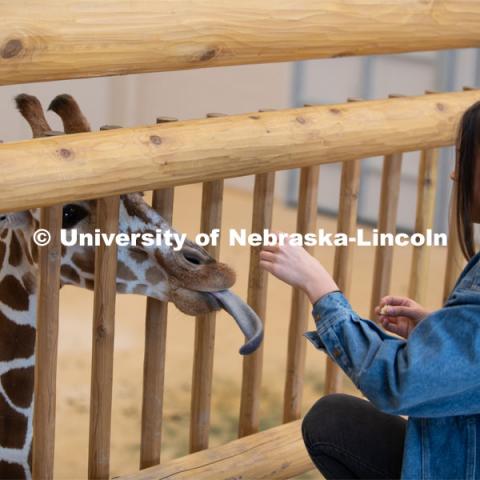 Theme Park Design Group Pin Hao Cheng, Garrett Brockman, John Strope, Brennan Sanders, Kylee Hauxwell, Awang Hashim and Zoe Jirovsky, delivered the enrichment toys for Lincoln Children’s Zoo’s three giraffes. April 2, 2019. Photo by Gregory Nathan / University Communication.