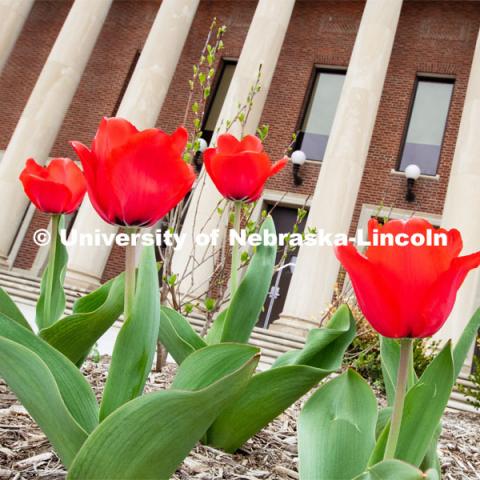 Spring flowers (tulips) make their appearance beside the Coliseum on City Campus. April 10, 2019. Photo by Greg Nathan / University Communication.