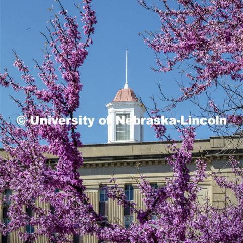 The south side of Love Library and the cupola is framed with a blooming red bud tree. Spring on City Campus. April 24, 2019. Photo by Craig Chandler / University Communication.