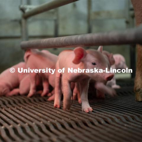 Tami Brown-Brandl, professor in the Department of Biological Systems Engineering at the University of Nebraska–Lincoln, uses an engineering approach to research ways technology can improve production agriculture. Her work is termed “precision animal management” and according to Brown-Brandl, Nebraska leads the United States in this work. Photo for the 2019 publication of the Strategic Discussions for Nebraska magazine. June 13, 2019, Photo by Gregory Nathan / University Communication.