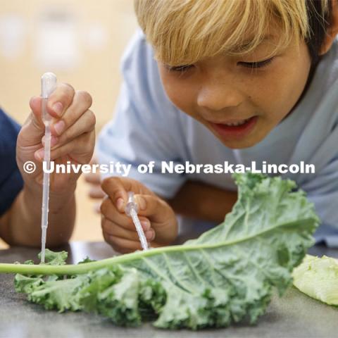 Elementary-age students in Omaha's Kennedy Elementary place droplets of water on kale to learn about nano technology and water Wednesday afternoon. STEMentors is helping put on summer camps with Imagine Science. June 19, 2019. Photo by Craig Chandler / University Communication.