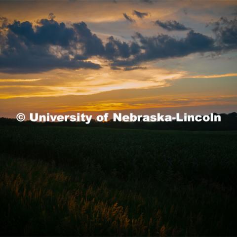 Corn Field at the Eastern Nebraska Research and Extension Center. July 2, 2019. Photo by Gregory Nathan / University Communication.