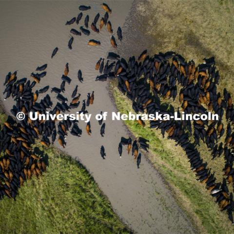 Aerial view of Cattle in the sandhills 3 miles north of Berwyn, NE along Highway 70. July 11, 2019. Photo by Craig Chandler / University Communication.