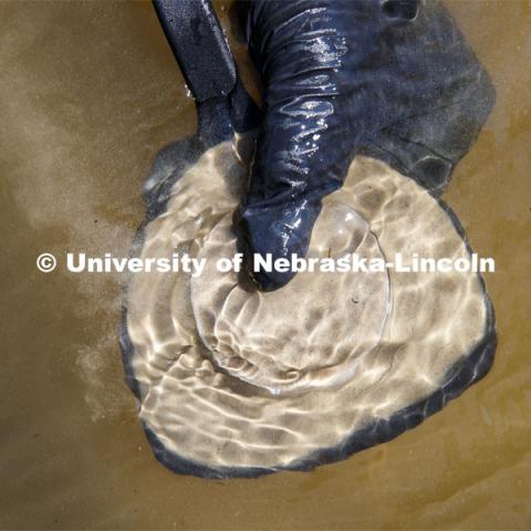 A sand sample is brought out of the river. Kayla Vondracek, junior in Environmental Studies, researches algae in the Niobrara River. Jessica Corman, assistant professor in the School of Natural Resources, UCARE research group researching algae in the Niobrara River. Fort Niobrara National Wildlife Refuge. July 12; 2019. Photo by Craig Chandler / University Communication.