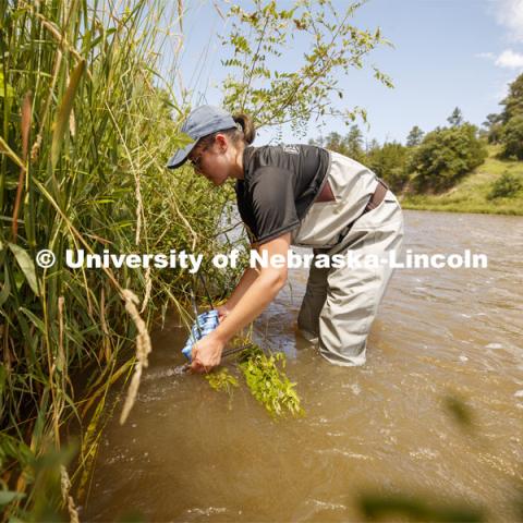 Sydney Kimnach, sophomore in environmental studies and fisheries and wildlife management, fixes her research project to the bank of the Niobrara. She places a collection of filter plates each saturated with elements, such as potassium, to see if the algae are attracted to various nutrients.  Her multiple sites also allow her to research if algae in different areas of the river seek out different nutrients. Jessica Corman, assistant professor in the School of Natural Resources, UCARE research group researching algae in the Niobrara River. Fort Niobrara National Wildlife Refuge. July 13, 2019. Photo by Craig Chandler / University Communication.