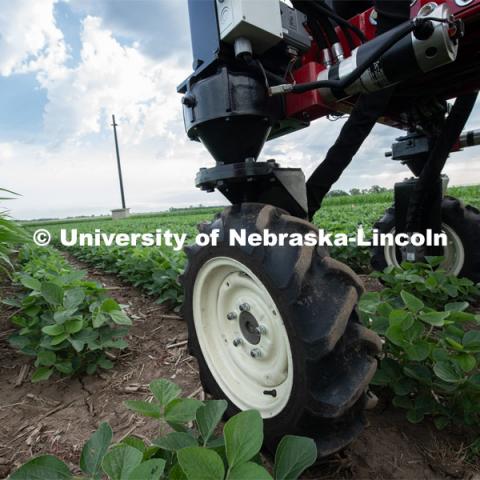 Santosh Pitla, associate professor of advanced machinery systems in the Department of Biological Systems Engineering at the University of Nebraska–Lincoln, is currently developing an autonomous tractor using ground robotics. Pitla and his team are testing their driverless tractor at the Agricultural Research and Development Center (ARDC, MEAD). The autonomous tractors are named Flexible Structured Robotic Vehicle (FlexRo), the tractor is currently used for plant phenotyping, which is measuring the physical characteristics of the plant. According to Pitla, cameras are added to the machine to collect images that characterize plant conditions. Photo for the 2019 publication of the Strategic Discussions for Nebraska magazine. July 17, 2019, Photo by Gregory Nathan / University Communication. 

