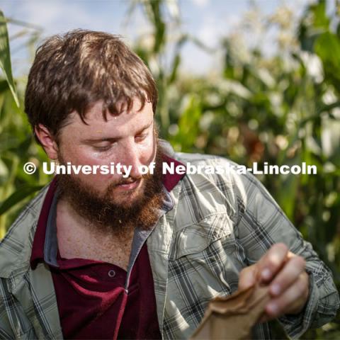 Preston Hurst, PhD student in agronomy and horticulture from Decatur, Alabama, bags the tassels of the popcorn hybrid he is researching. David Holding, Associate Professor of Agronomy and Horticulture, and his team is pollenating popcorn hybrids at their East Campus field.  July 17, 2019. Photo by Craig Chandler / University Communication.