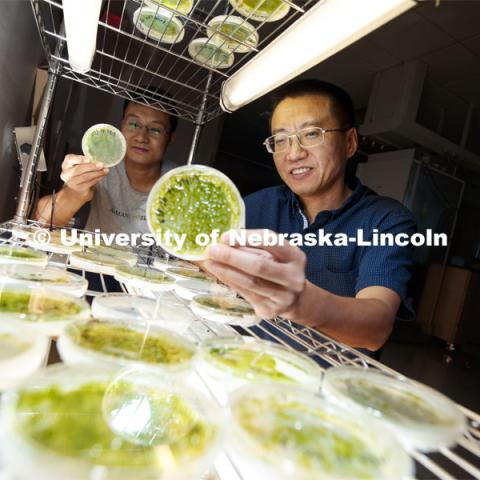 Yanbin Yin, Associate Professor in Food Science and Technology, looks over algae samples with post-doc Xuehuan Feng. Yin is a National Science Foundation CAREER Award winner who is a new researcher with the Food for Health Center. July 22, 2019. Photo by Craig Chandler / University Communication.