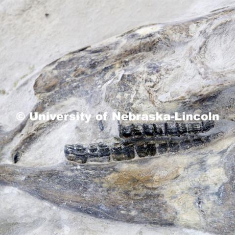 Ashfall Fossil Beds State Historical Park in north central Nebraska. August 2, 2019. Photo by Craig Chandler / University Communication.