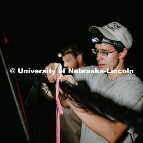 Nebraska graduate student Christopher Fill is studying the patterns of bats living at Homestead National Monument near Beatrice. Christopher prepping the nets for release. August 19, 2019. Photo by Justin Mohling / University Communication.