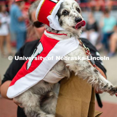 Joey the Cornhusker Marching Band dog. Big Red Welcome week featured the Cornhusker Marching Band Exhibition where they showed highlights of what the band has been working on during their pre-season Band Camp, including their famous “drill down”. August 23, 2019. Photo by Justin Mohling / University Communication.