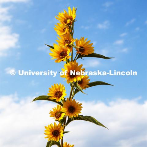 Sunflowers at Spring Creek Prairie Audubon Center southwest of Lincoln, NE. September 18, 2019. Photo by Craig Chandler / University Communication.