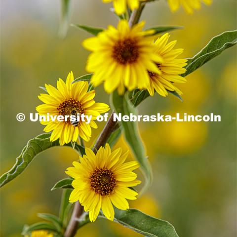 Sunflowers at Spring Creek Prairie Audubon Center southwest of Lincoln, NE. September 18, 2019. Photo by Craig Chandler / University Communication.