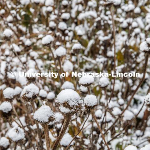 Flowers covered in snow. First snow of the year. October 29, 2019. Photo by Craig Chandler / University Communication.