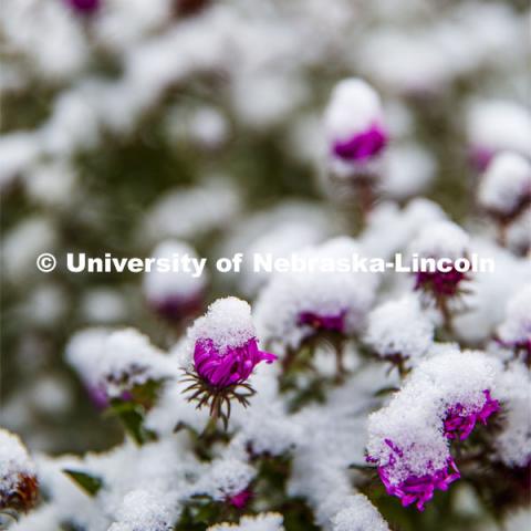 Flowers covered in snow. First snow of the year. October 29, 2019. Photo by Craig Chandler / University Communication.