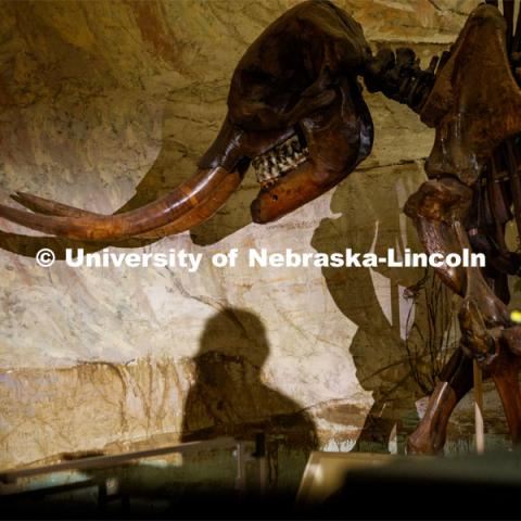 Ross Secord shadow is cast on the wall under the watchful eye of a skeleton in the museum's Elephant Hall. Ross Secord's lecture, Looking Back and Looking Forward: The History of Vertebrate Paleontology at the University of Nebraska State Museum, was given at the Nebraska State Museum. January 28, 2020. Photo by Craig Chandler / University Communication.