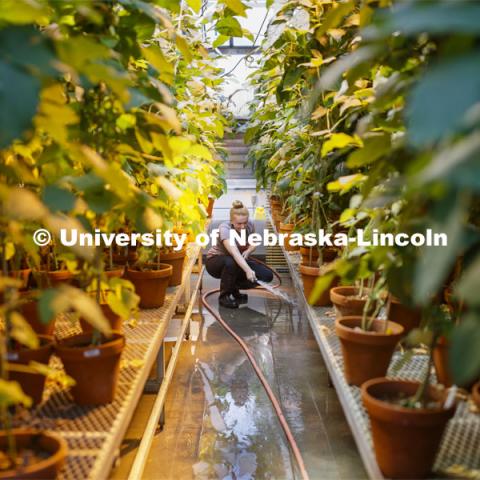 Emma Chesley, sophomore in fish and wildlife management from Lincoln, cleans the floor in a Beadle Greenhouse. Most of campus is shut down as a result of the Corona virus, but work continues in the Beadle Greenhouse. March 27, 2020. Photo by Craig Chandler / University Communication.