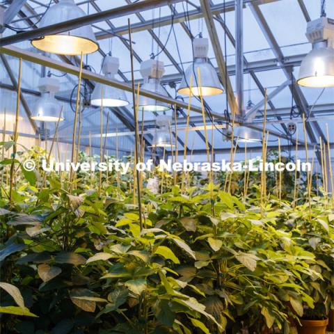 Most of campus is shut down as a result of the Corona virus, but work continues in the Beadle Greenhouse. March 27, 2020. Photo by Craig Chandler / University Communication.