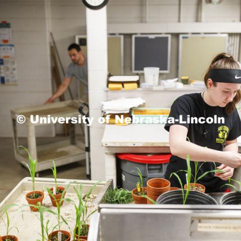 Jacqueline Korth, sophomore in biology from Lenexa, works on plants in the Beadle Greenhouse. Most of campus is shut down as a result of the Corona virus, but work continues in the Beadle Greenhouse. March 27, 2020. Photo by Craig Chandler / University Communication.