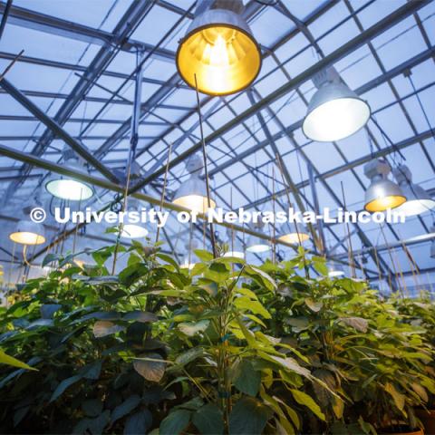 Most of campus is shut down as a result of the Corona virus, but work continues in the Beadle Greenhouse. March 27, 2020. Photo by Craig Chandler / University Communication.