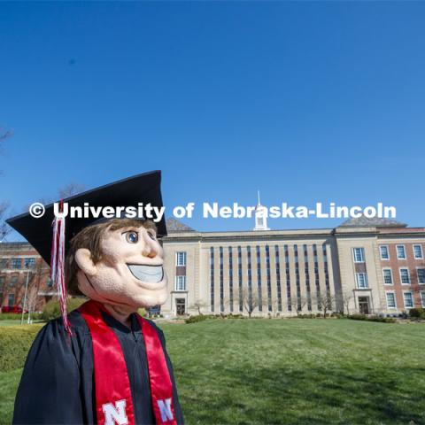 Herbie Husker stands on the lawn in front of Love Library and is decked out in graduation attire for the Spring Commencement that was which streamed online and aired on NET because of the COVID-19 pandemic. April 10, 2020. Photo by Craig Chandler / University Communication.
