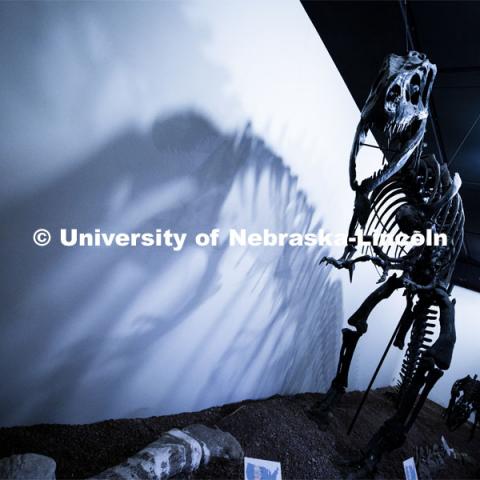 Pictured: Tyrannosaurus Rex skeleton that is on display in the University Museum. April 14, 2020. Photo by Craig Chandler / University Communication.