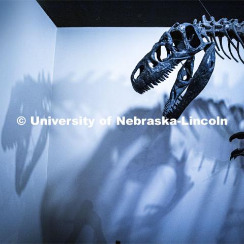 Pictured: Tyrannosaurus Rex skeleton that is on display in the University Museum. April 14, 2020. Photo by Craig Chandler / University Communication.