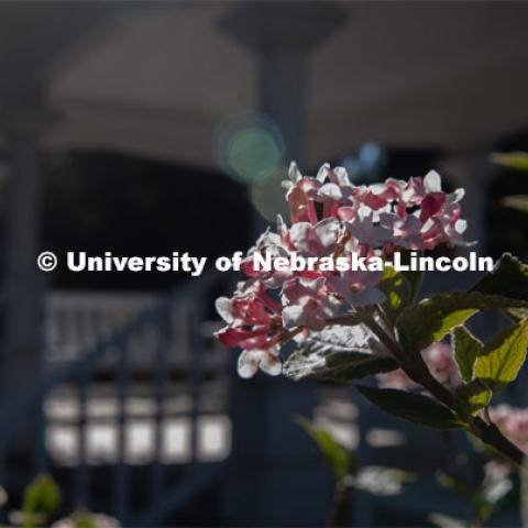 Spring flowers bloom around Perin’s Porch on East Campus. April 21, 2020. Photo by Gregory Nathan / University Communication.
