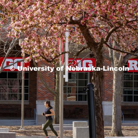 Alyssa Mahon, a junior in pre-health and nursing from Overland Park, KS, jogs past the blooming trees outside the Nebraska Union. City Campus. April 22, 2020. Photo by Craig Chandler / University Communication.