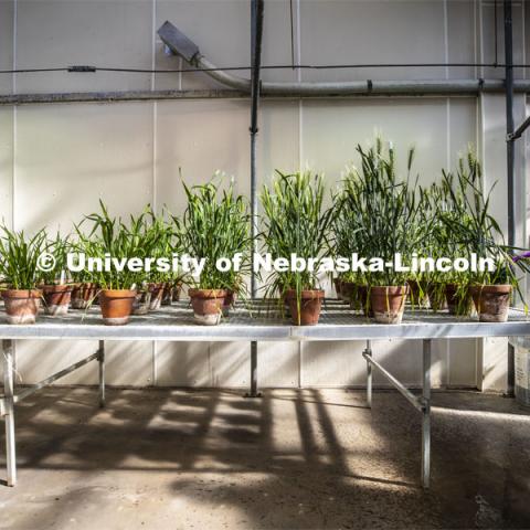 Jeff Witkowski, Greenhouse Manager for Agricultural Research Division, waters wheat plants. Each row of plants was planted one week apart, and the greenhouse staff is caring for them. The wheat is an experiment being run by Shirley Sato, lab manager for the Center for Biotechnology. April 23, 2020. Photo by Craig Chandler / University Communication.