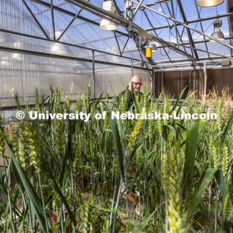 Jeff Witkowski, Greenhouse Manager for Agricultural Research Division, waters wheat plants. Each row of plants was planted one week apart, and the greenhouse staff is caring for them. The wheat is an experiment being run by Shirley Sato, lab manager for the Center for Biotechnology. April 23, 2020. Photo by Craig Chandler / University Communication.