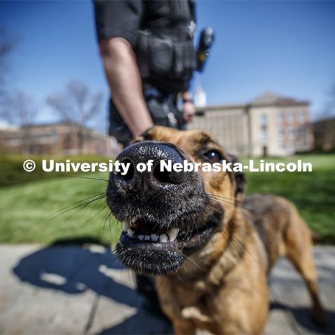UNL Police K-9 Dog, Layla smiles for the camera. April 23, 2020. Photo by Craig Chandler / University Communication.