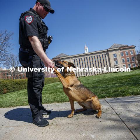 UNL Police K-9 Dog, Layla and her partner, Officer Russ Johnson Jr., shake hands. Love Library in the background. April 23, 2020. Photo by Craig Chandler / University Communication.