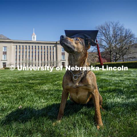 UNL Police K-9 Dog, Layla decked out for commencement in a mortar board with Love Library in the background. April 23, 2020. Photo by Craig Chandler / University Communication.