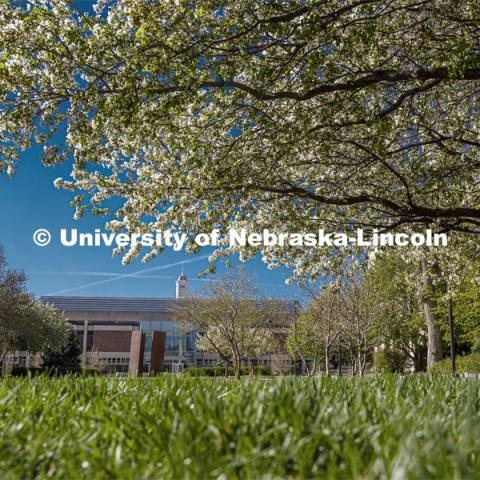 Green grass and spring trees bloom on City Campus in front of Love Library. April 30, 2020. Photo by Craig Chandler / University Communication.