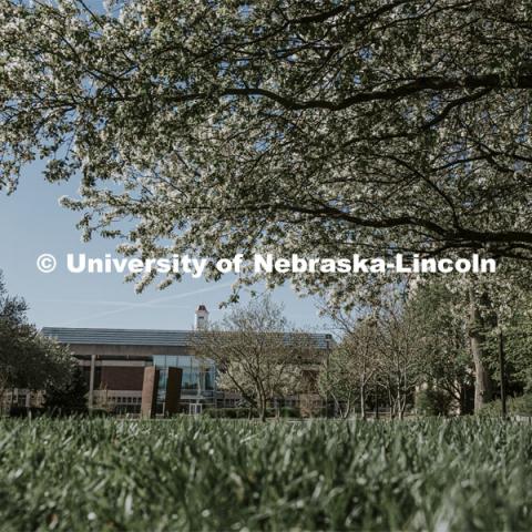 Green grass and spring trees bloom on City Campus in front of Love Library. April 30, 2020. Photo by Craig Chandler / University Communication.